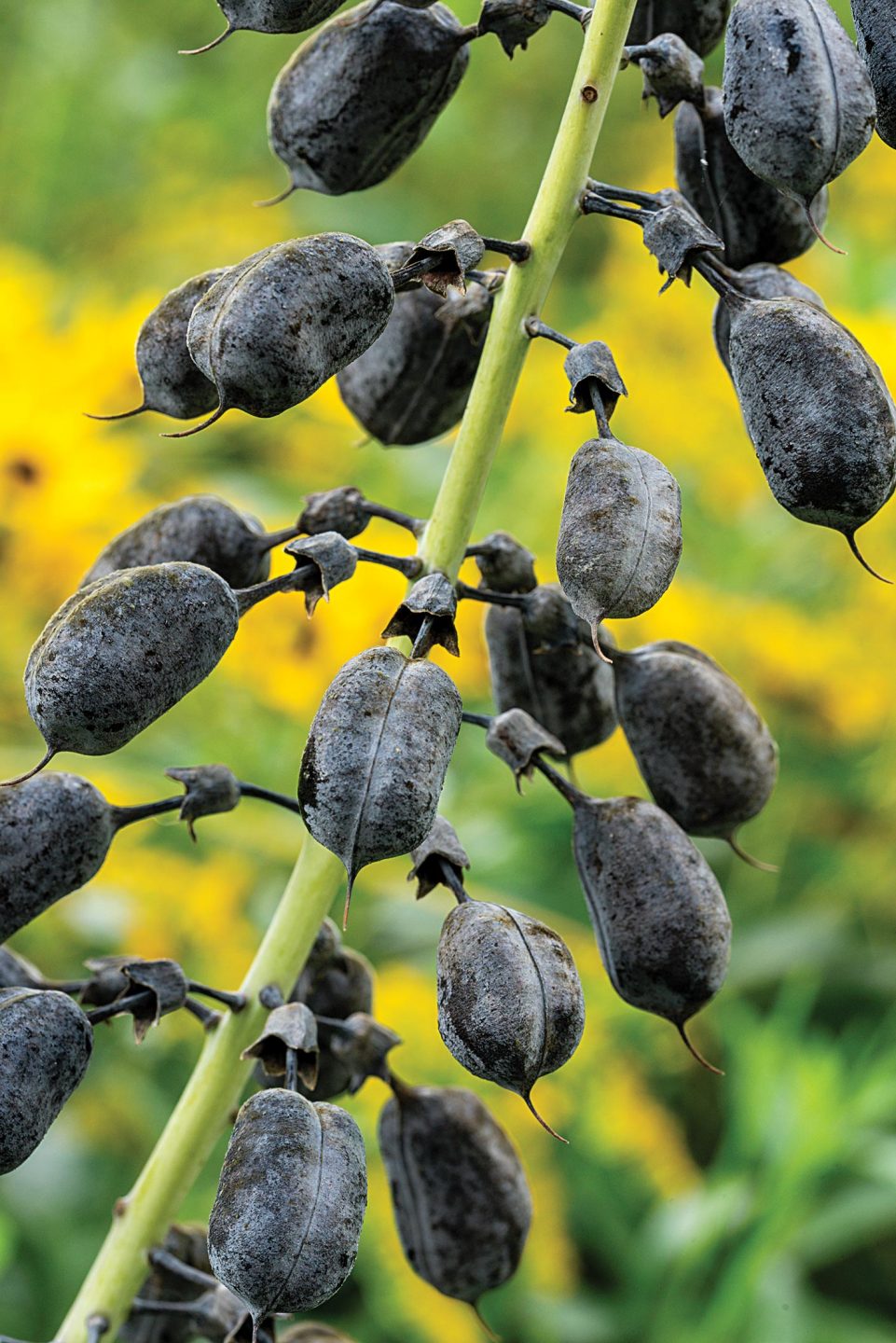 white wild indigo seed pods