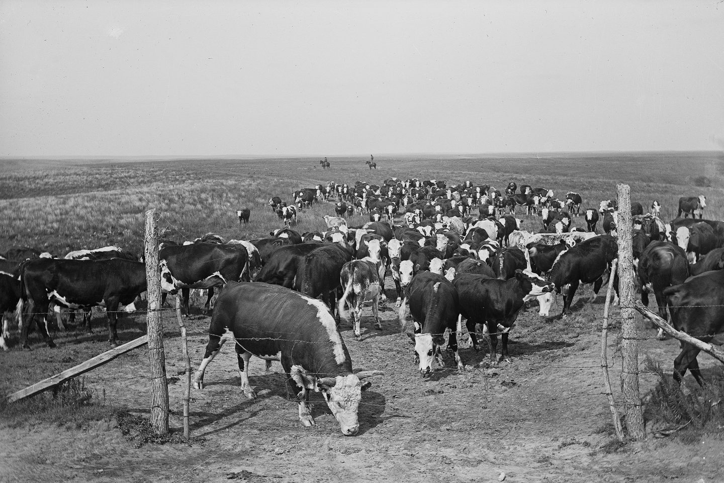 cattle fenced in by barbed wire