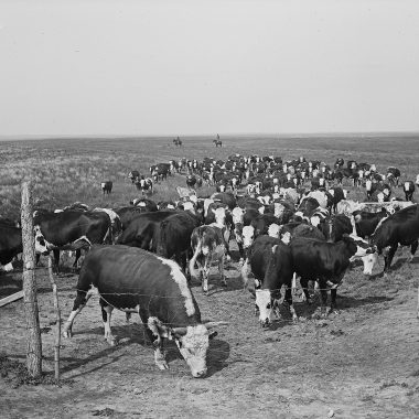 cattle fenced in by barbed wire