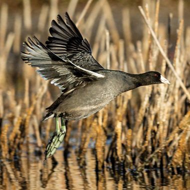 American coot takes flight.