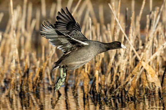 American coot takes flight.