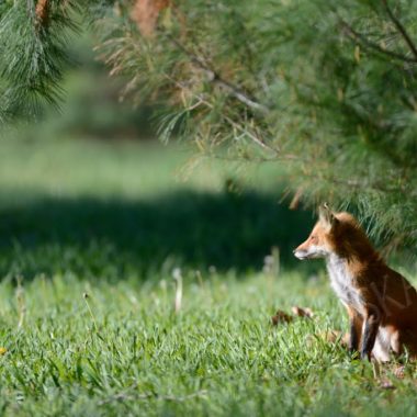 A red fox sitting in grass.