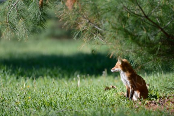 A red fox sitting in grass.