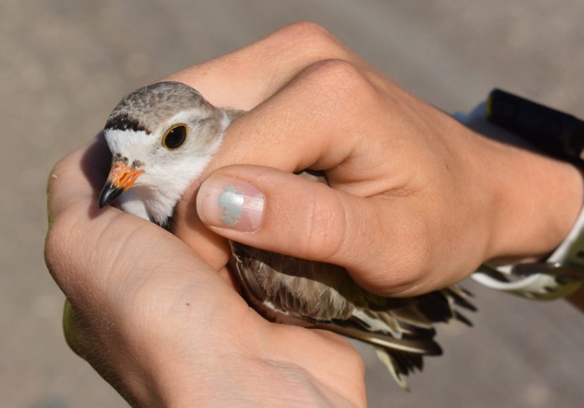 A piping plover's head peaks out of the hands of a woman