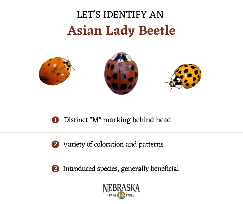 An illustration detailing the difference between three kinds of lady bugs