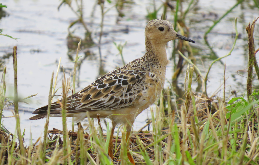 a long-legged bird with brown spots stands in shallow water