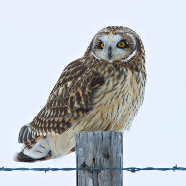 a short-eared owl stares into the distance