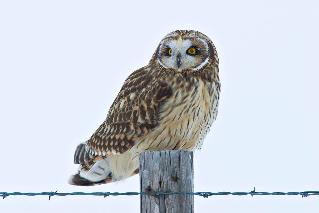 a short-eared owl stares into the distance 