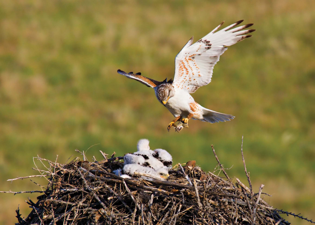 a large parent hawk lands on a large nest, its chicks inside