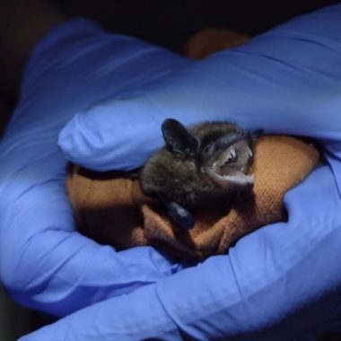 Hands in blue surgical gloves hold a small black bat