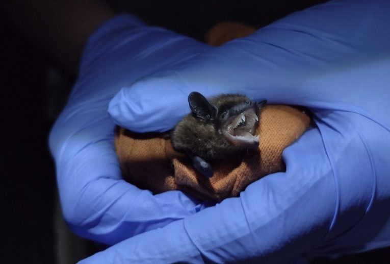 Hands in blue surgical gloves hold a small black bat