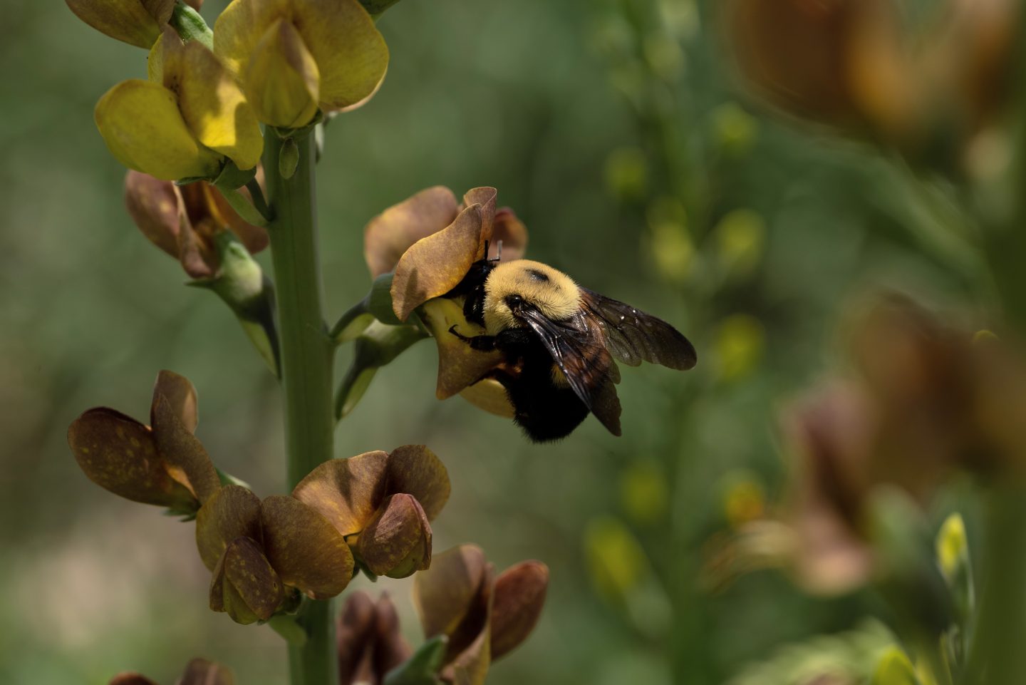 Brown Belted Bumble Bee