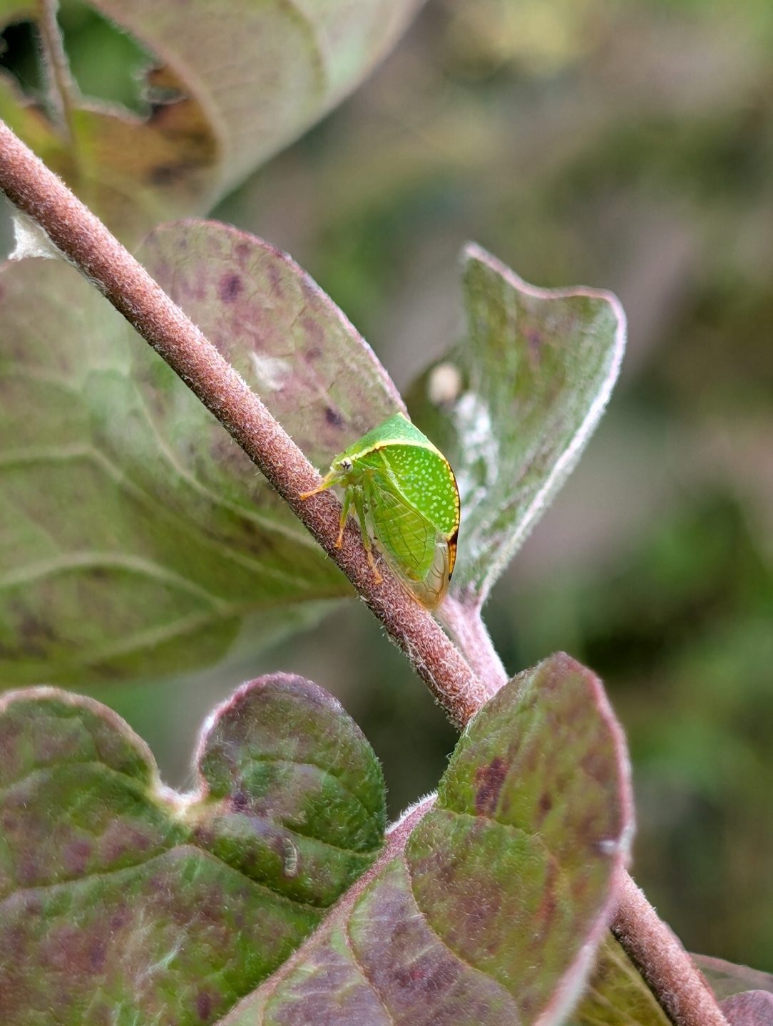 Buffalo Treehopper