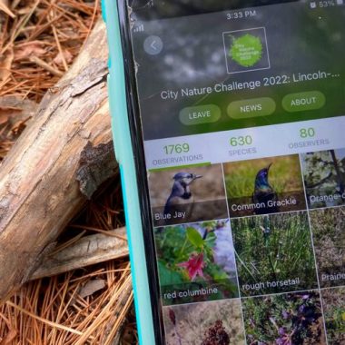 a photo on a pine needle background