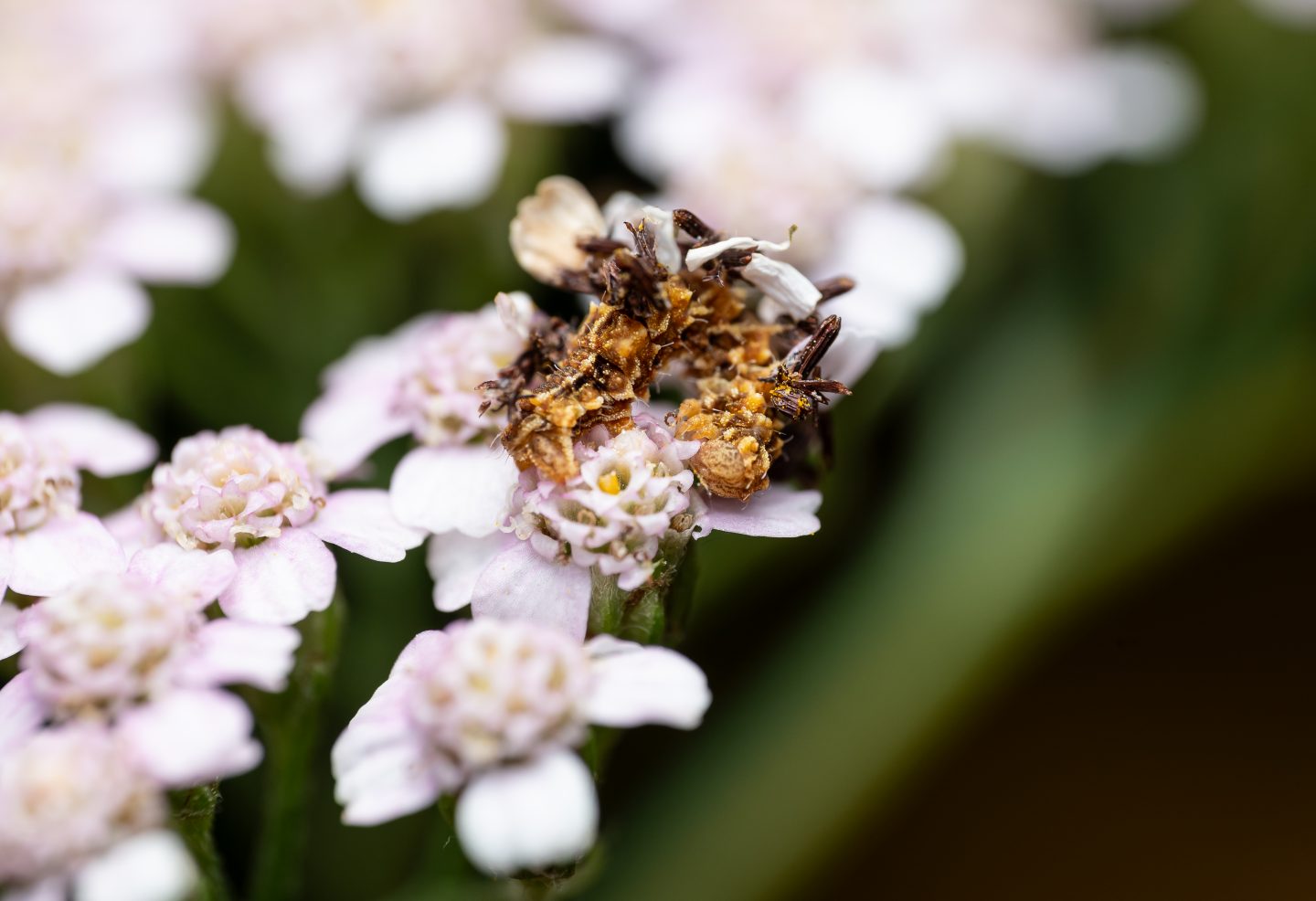 Camo Looper On Yarrow