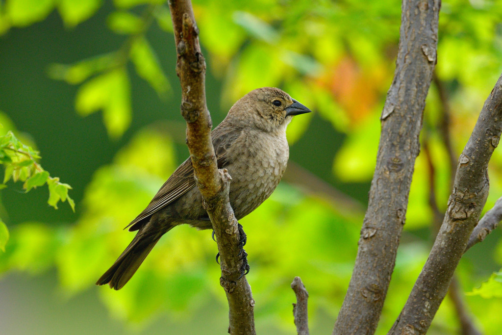 a light-brown bird sits on a branch