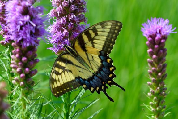 a yellow butterfly sits on a purple gayfeather head