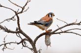 perched American kestrel with a vole at Holmes Lake