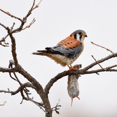 perched American kestrel with a vole at Holmes Lake