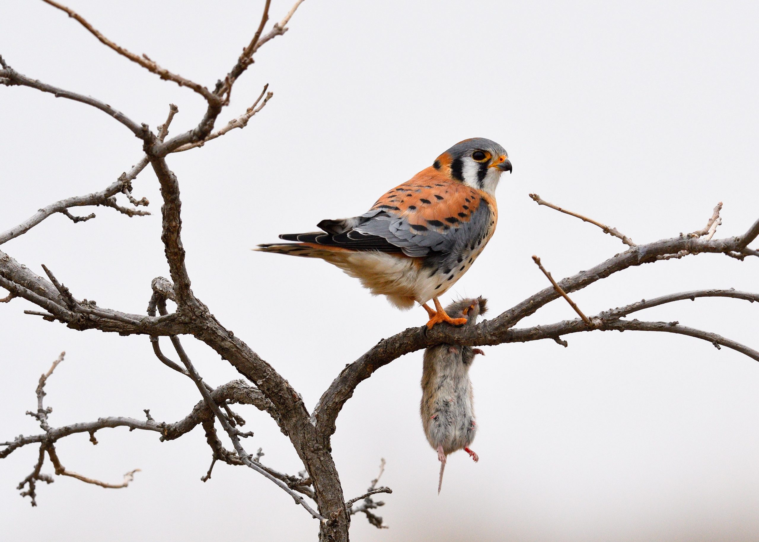 perched American kestrel with a vole at Holmes Lake