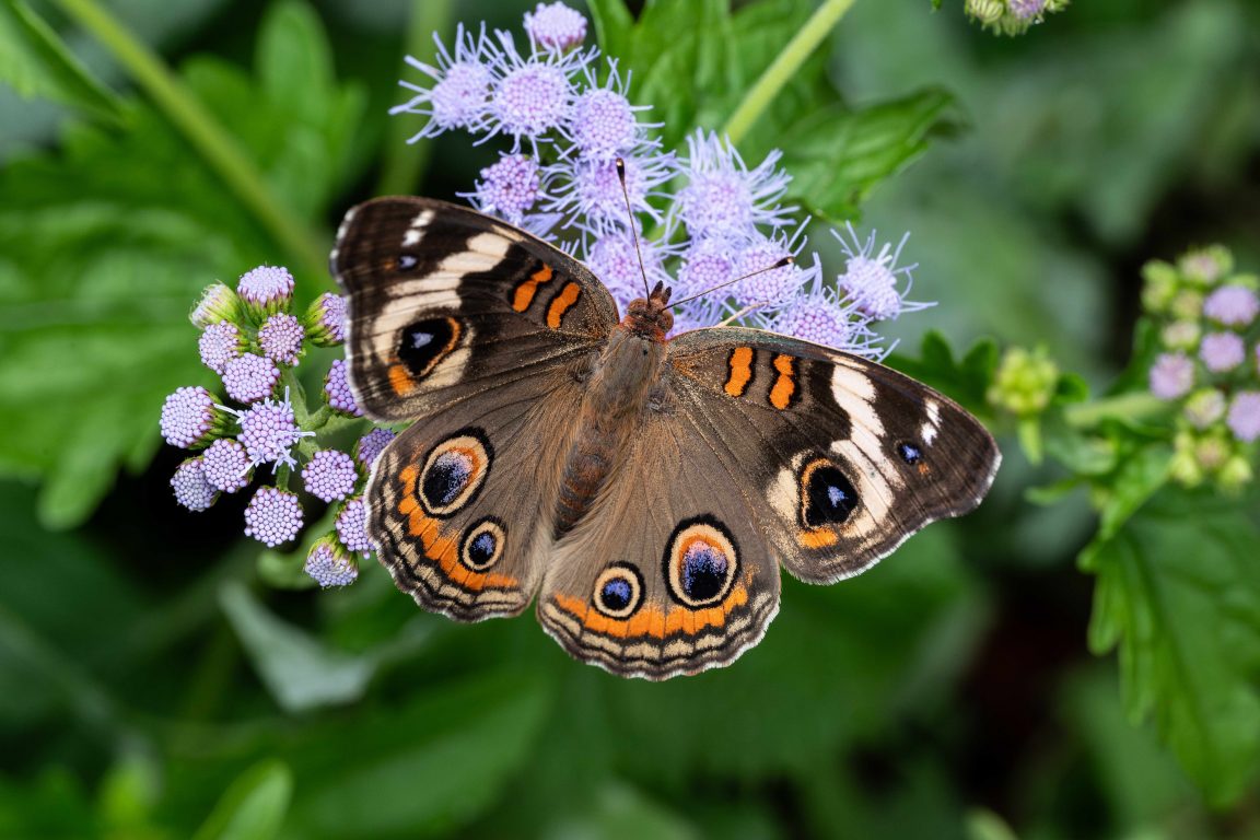 Micmic Insect Insect Camouflage and Mimicry | Nebraskaland Magazine