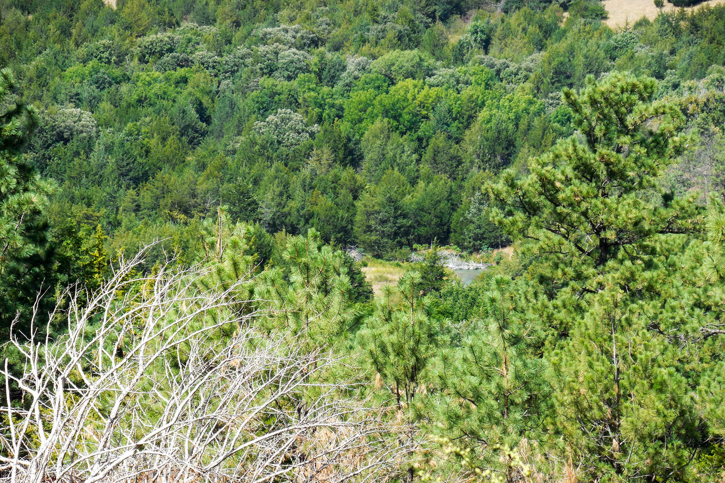 View of a pine forested valley with a stream.