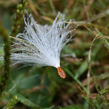 wet milkweed seed