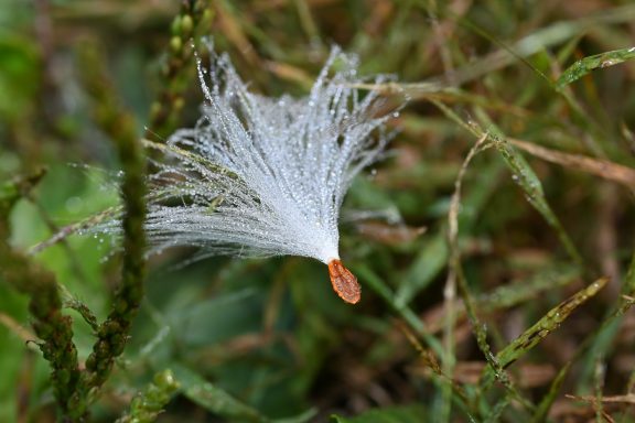 wet milkweed seed