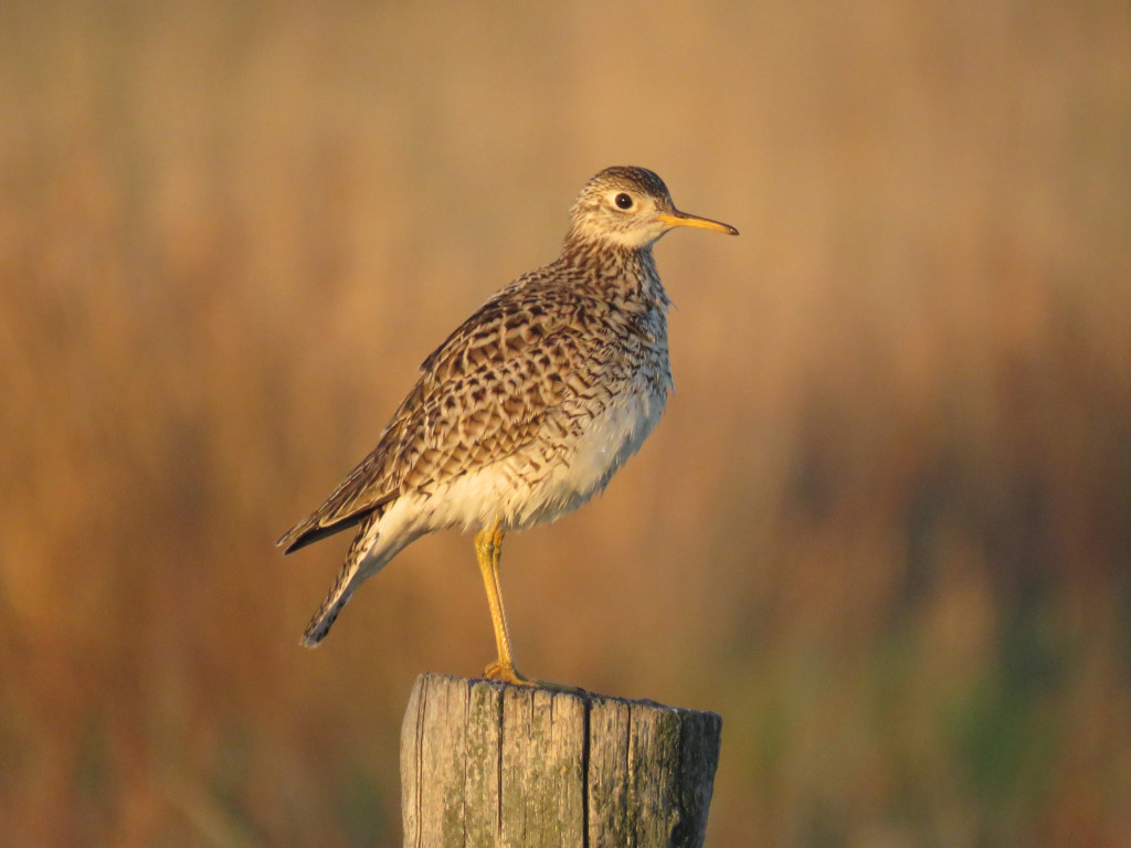 A large brown bird stands on a fence post