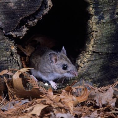 a deer mouse crawls out of a stump