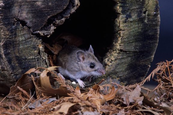 a deer mouse crawls out of a stump