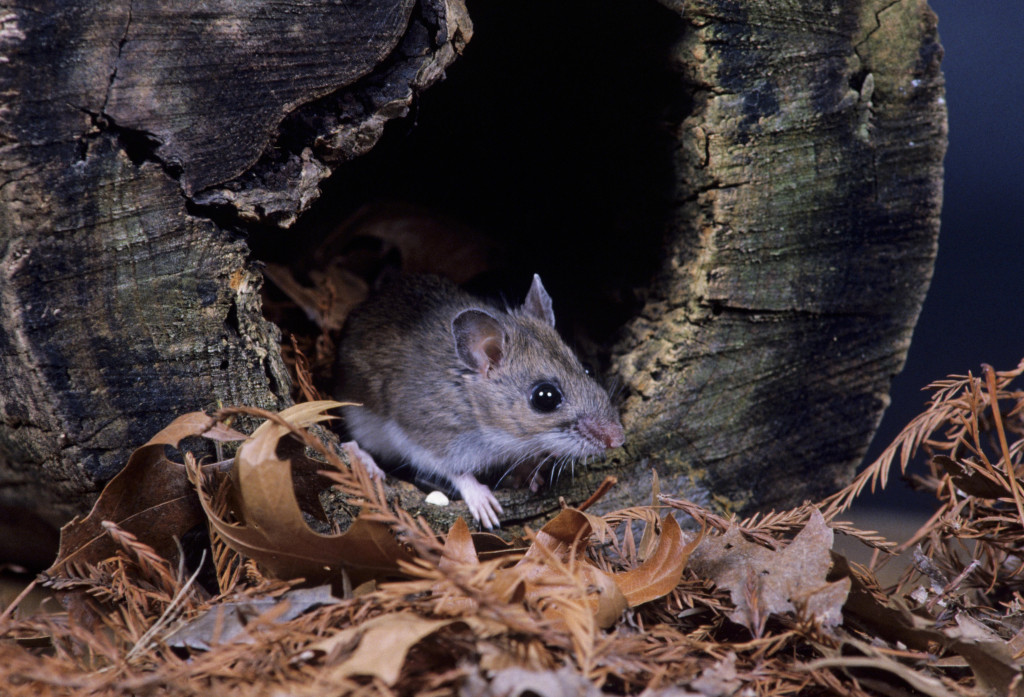 a deer mouse crawls out of a stump