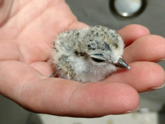 A small fuzzy chick, too small to walk, sits in an open hand