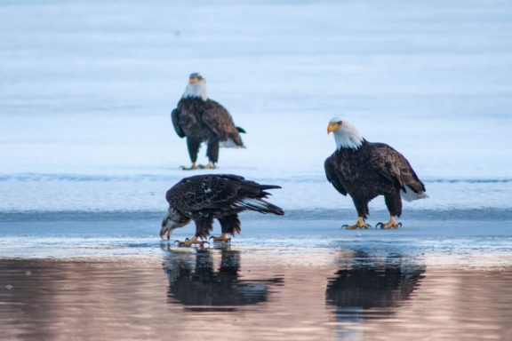 Three bald eagles stand on ice at the edge of open water