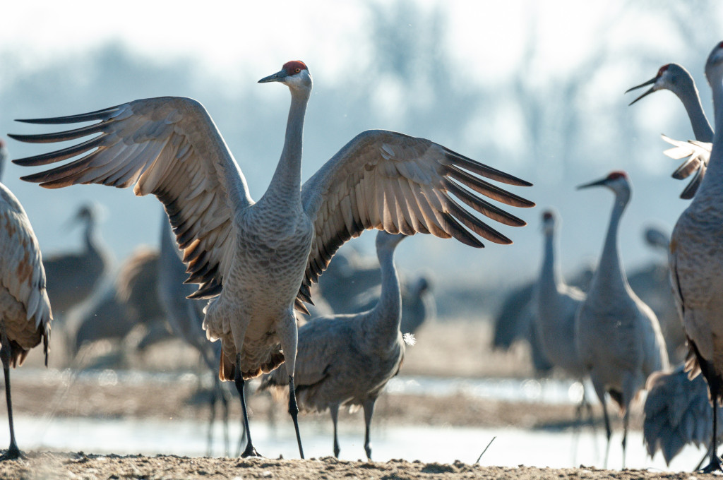 a sandhill cranes spreads its wings