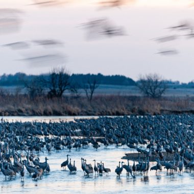 hundreds of sandhill cranes huddle together in a shallow wetland