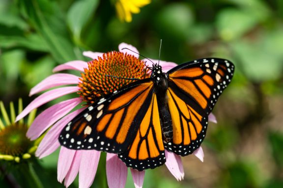 a monarch lands with its wings open on a pink coneflower