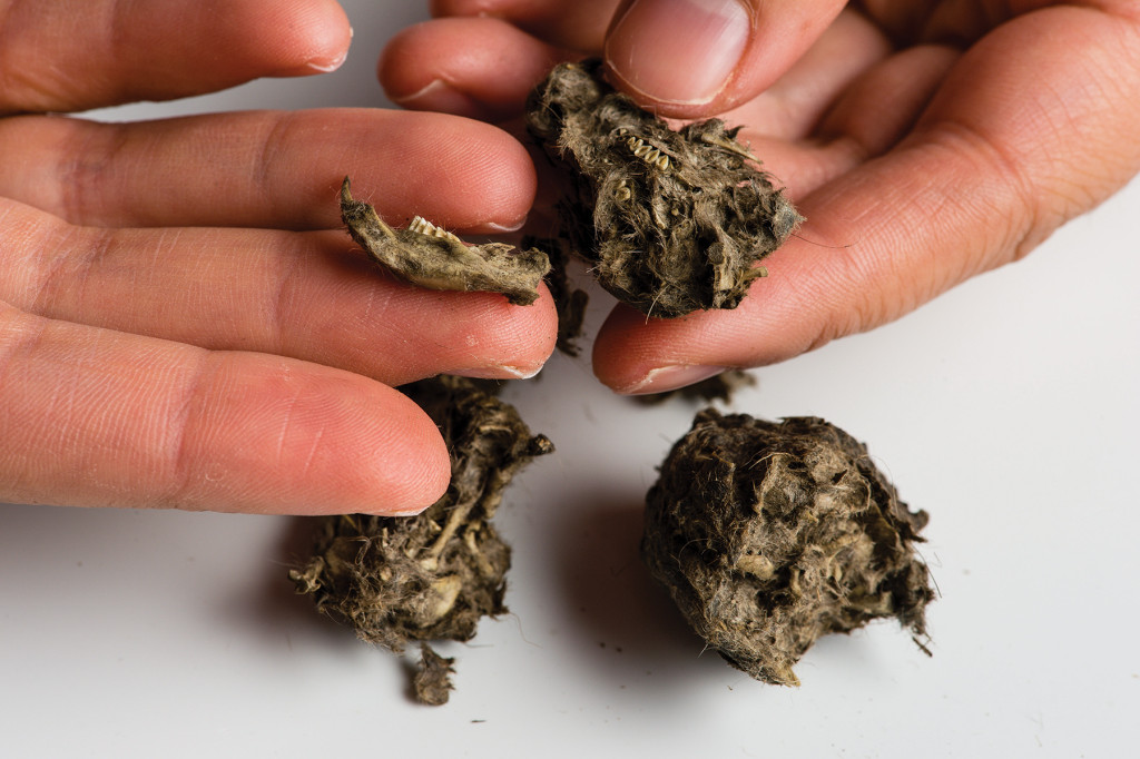 detail shot of hands breaking apart an owl pellet