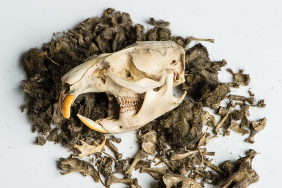 a rodent skull lays in profile on a mound of pellet excess