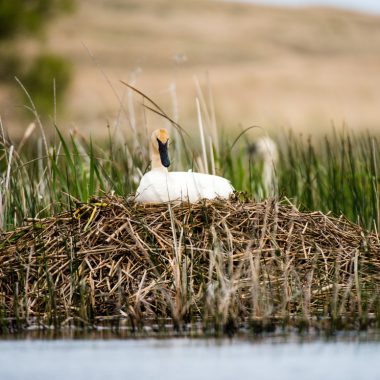 a large nest fills the photo with a slightly tinged white swan sitting on the pile