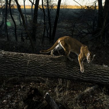 A mountain lion on a log in a forest.