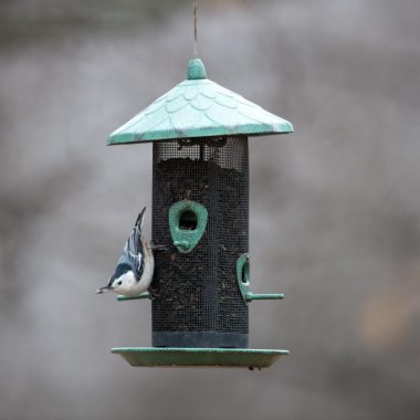 A white-breasted nuthatch eats at a feeder.