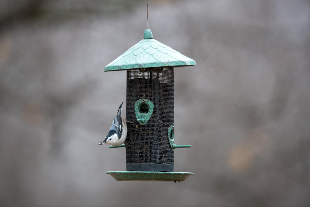 A white-breasted nuthatch eats at a feeder.