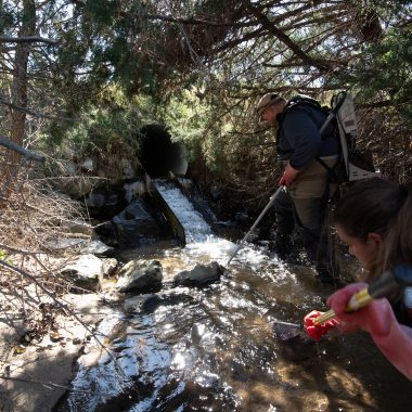 Biologists use electrofishing to sample minnows in a creek.