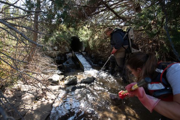 Biologists use electrofishing to sample minnows in a creek.