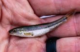 creek chub fish