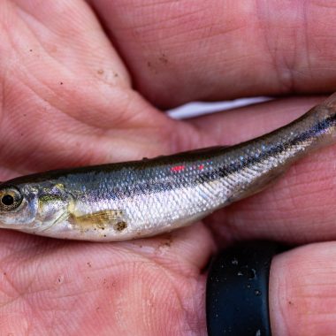 creek chub fish