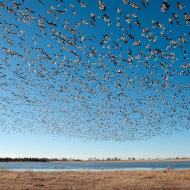 large white birds fill the blue sky in flight