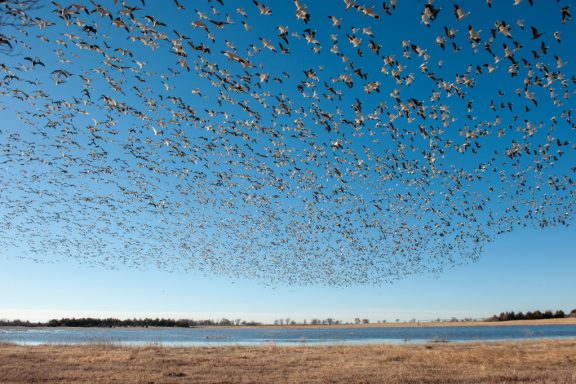 large white birds fill the blue sky in flight