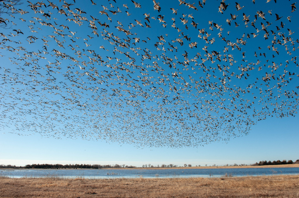 large white birds fill the blue sky in flight